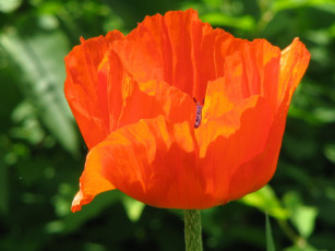 Картинка цветы маки