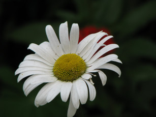 Картинка цветы ромашки