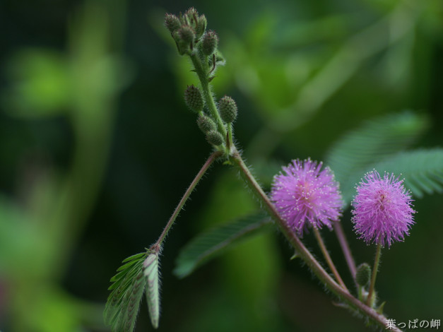 Обои картинки фото цветы