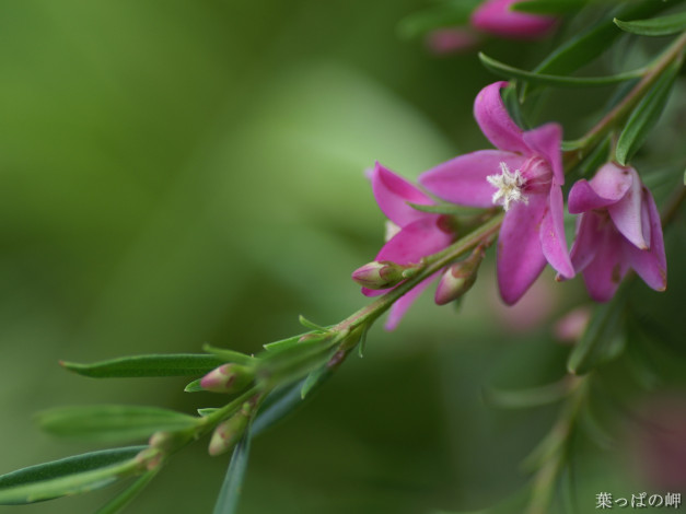 Обои картинки фото цветы