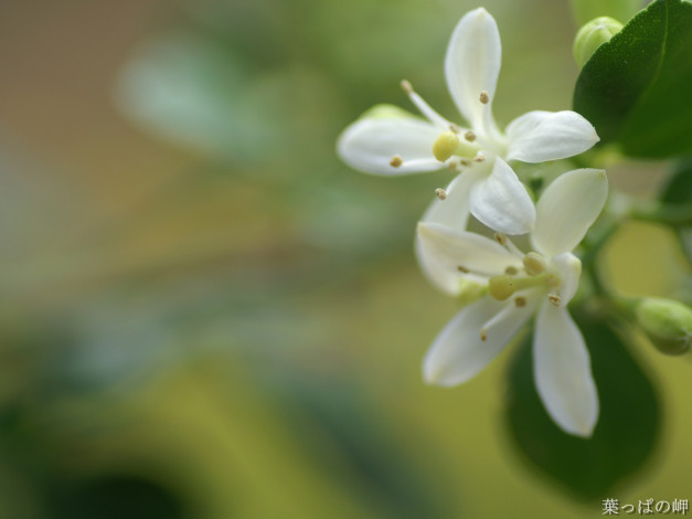 Обои картинки фото цветы