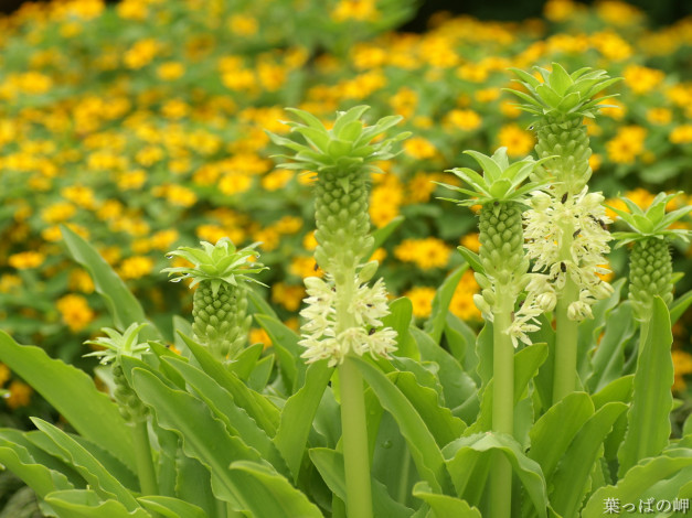 Обои картинки фото цветы