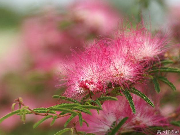 Обои картинки фото цветы, акация