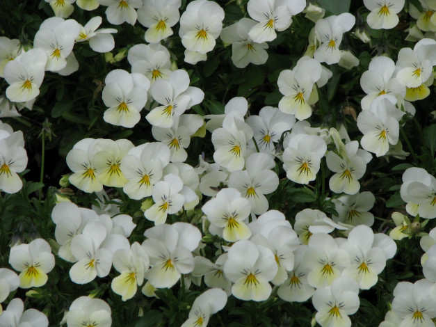 Обои картинки фото цветы, анютины, глазки, садовые, фиалки