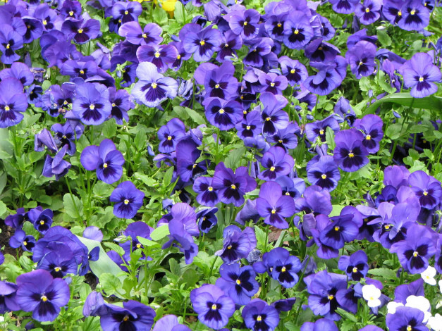 Обои картинки фото цветы, анютины, глазки, садовые, фиалки