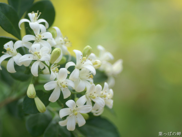 Обои картинки фото цветы, цветущие, деревья, кустарники