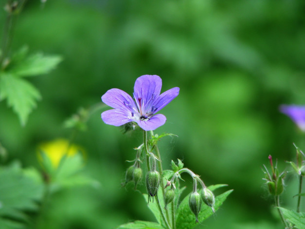 Обои картинки фото цветы, герань