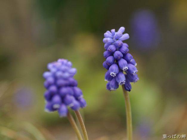 Обои картинки фото цветы, гиацинты