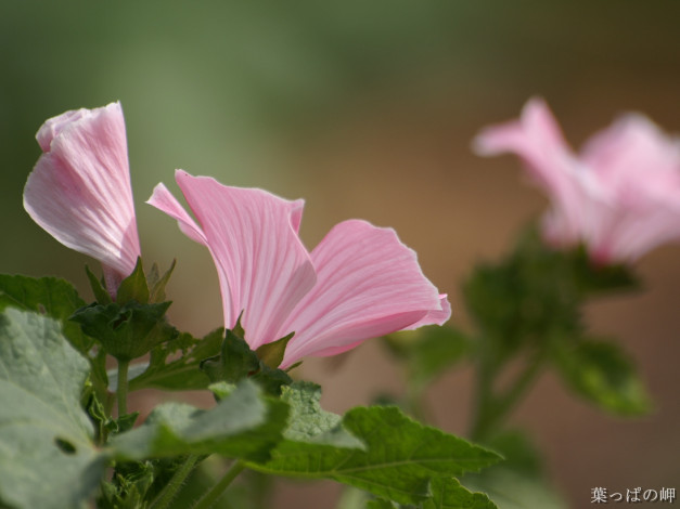 Обои картинки фото цветы, лаватера
