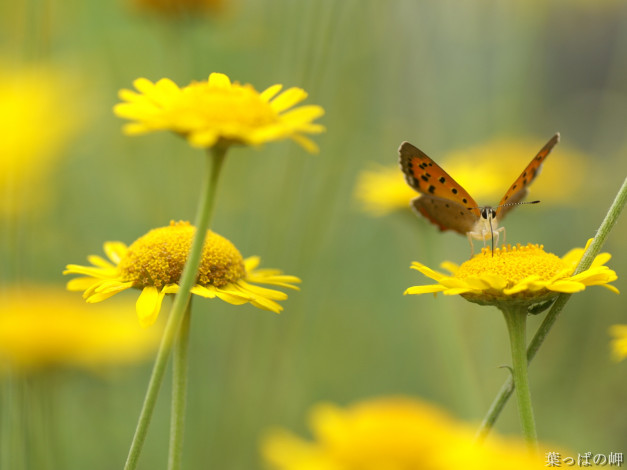 Обои картинки фото цветы, луговые, полевые