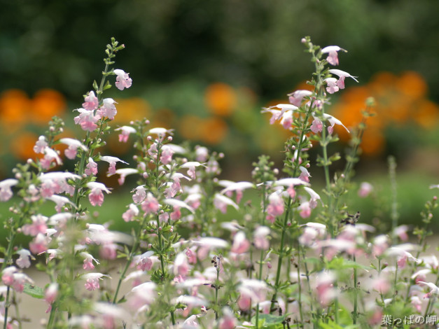 Обои картинки фото цветы, луговые, полевые