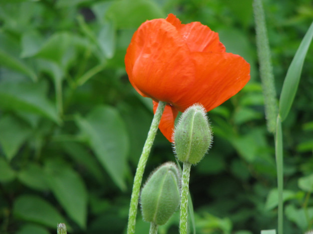 Обои картинки фото цветы, маки