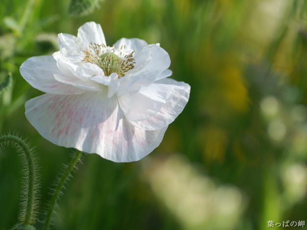 Обои картинки фото цветы, маки