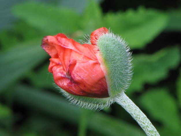 Обои картинки фото цветы, маки