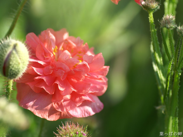 Обои картинки фото цветы, маки