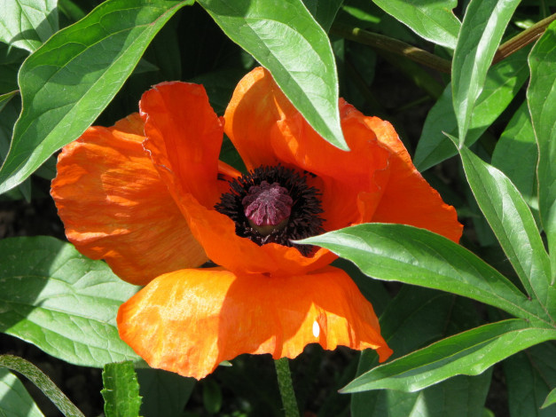 Обои картинки фото цветы, маки