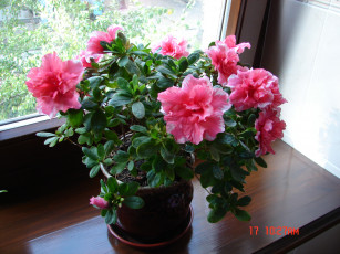 Картинка цветочек цветы рододендроны азалии