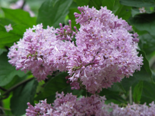 Картинка цветы сирень