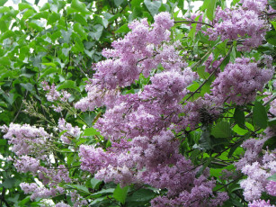 Картинка цветы сирень