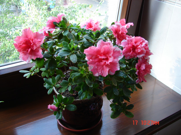 Обои картинки фото цветочек, цветы, рододендроны, азалии