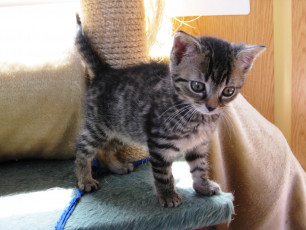 Картинка животные коты котенок