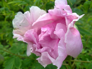 Картинка цветы пионы розовый