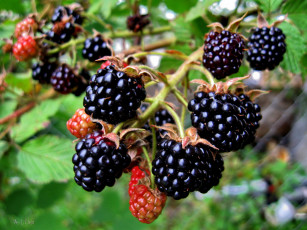 Картинка природа Ягоды ежевика