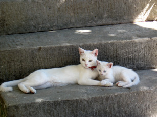 Картинка животные коты кошка кот котёнок ступенька