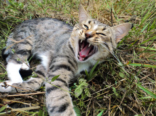 Картинка животные коты кошка кот пасть зевота