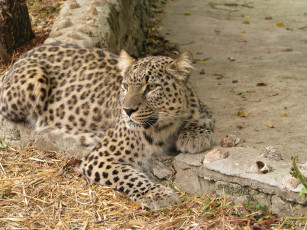 Картинка животные леопарды леопард