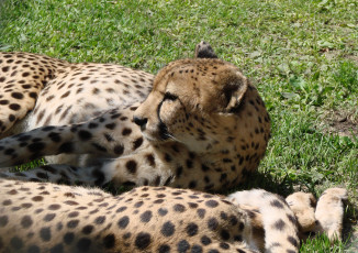 Картинка животные гепарды гепард трава