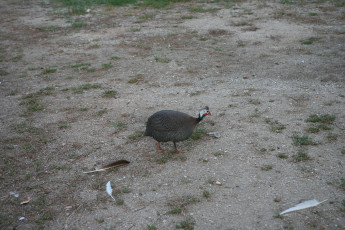 Картинка животные индюки перышки