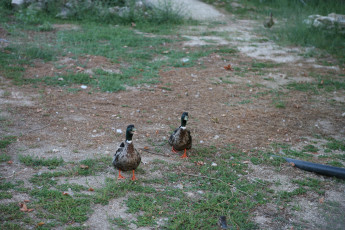 Картинка животные утки утиная парочка