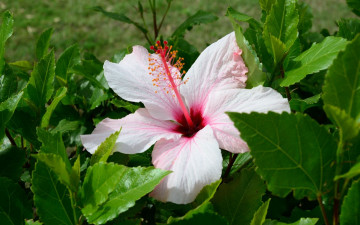 Картинка цветы гибискусы розовый