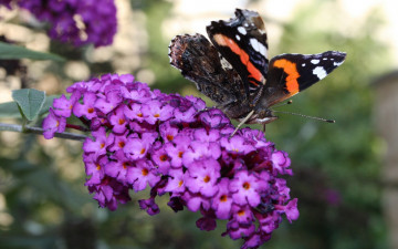 Картинка животные бабочки две