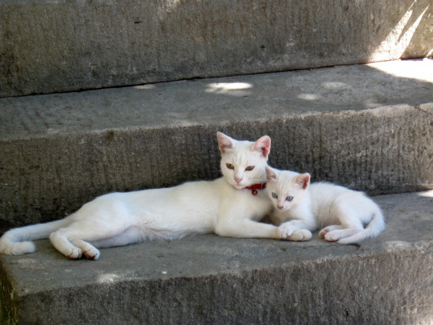 Обои картинки фото животные, коты, кошка, кот, котёнок, ступенька
