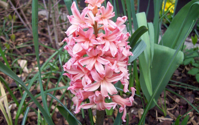 Обои картинки фото цветы, гиацинты, розовый