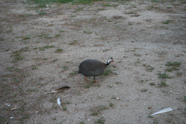 Обои картинки фото животные, индюки, перышки