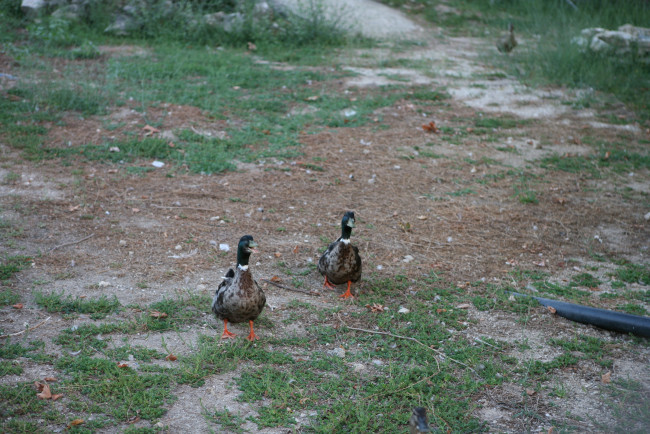 Обои картинки фото животные, утки, утиная, парочка