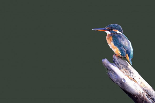 Обои картинки фото животные, зимородки, зимородок, ствол