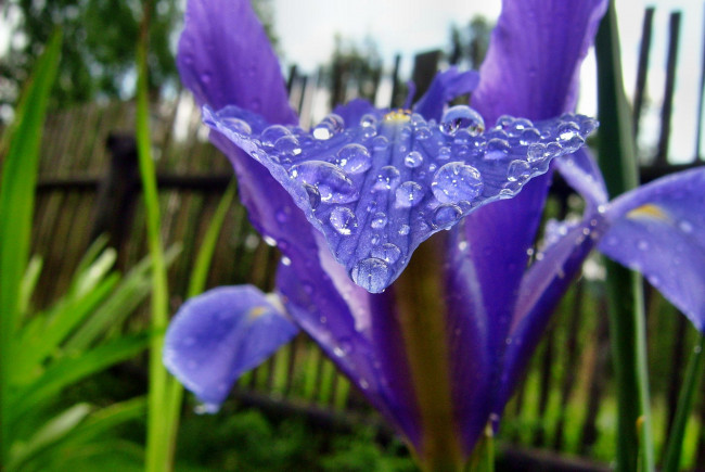 Обои картинки фото цветы, ирисы, капли, синий