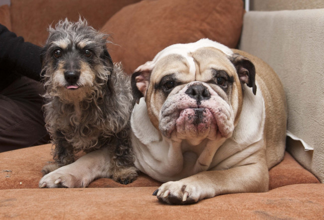 Обои картинки фото животные, собаки, бульдог