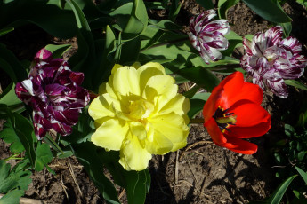 Картинка цветы тюльпаны