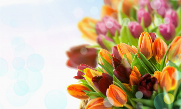 Картинка цветы тюльпаны бутоны