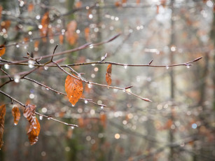 Картинка природа листья макро ветка паутина капли