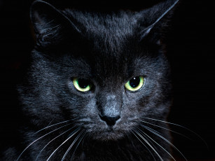 Картинка животные коты котяра