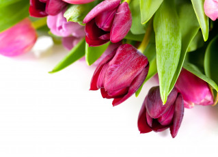 Картинка цветы тюльпаны лиловый