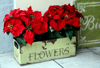 Картинка цветы пуансеттия алый