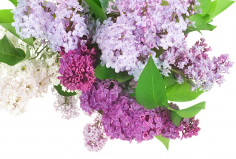 Картинка цветы сирень лиловый