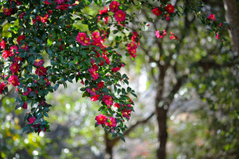 Картинка цветы камелии дерево